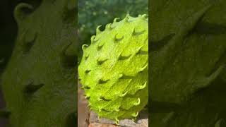 Soursop Annona muricata L [upl. by Howund]