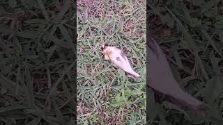 مكر وتمويه الحسون chardonneret birds lovebirds birdwatching jilguero [upl. by Aislehc17]