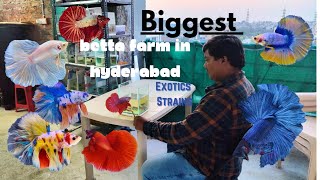 Biggest betta fish farm in Hyderabad [upl. by Chatav818]