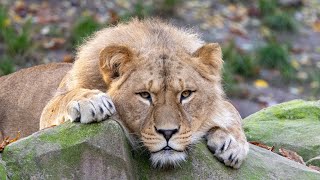 ZOO Antwerpen African lionAfrikaanse leeuwen  October 27 2024 [upl. by Aneek347]