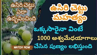 ఉసిరి చెట్టు ఎలా ఉద్భవించింది devotional amla viralvideo youtubevideo karthikamasam [upl. by Raila]