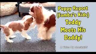 Puppy Report Jambas Kids  Teddy Meets His Daddy [upl. by Hubing]