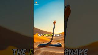 Black Mamba World Fastest snake facts wildanimalfacts animals [upl. by Amity]