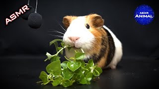 ASMR EATING PEPEROMIA PELLUCIDA MUKBANG 🐹 Guinea Pig 20 [upl. by Cody673]