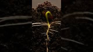 Way of Germination of the seeds🌱🌱 farming peace nature village life agriculture [upl. by Lukasz]