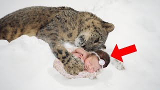 El leopardo de las nieves encontró a un bebé abandonado en la nieve pero el leopardo no se lo comió [upl. by Akemet13]