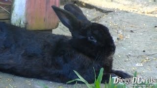 Oryctolagus cuniculus  Black Rabbit species Lagomorpha Coelho Preto [upl. by Analart376]