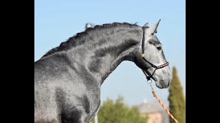 UNICO DE SUSAETA  SPANISH HORSE FOR SALE [upl. by Carly950]