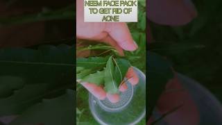 Neem Face Pack 🌿To Get Rid Of Acne Neem Face Pack At HomeDiy Neem Face Pack [upl. by Cirle]