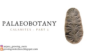 Calamites  Exernal Morphology  Internal Structure Of Calamites  Malayalam Palaeobotany  BSc Bo [upl. by Strage]