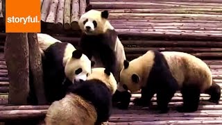 Panda Pack Starts Massive Brawl [upl. by Eenram296]