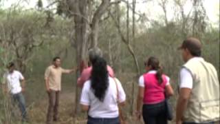 Florecimiento de guayacanes en Arenillas [upl. by Ytsirk424]