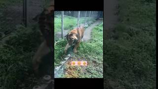 Funny Cat and Dog 😂 funny shorts trending youtubeshorts viralshorts dog cat [upl. by Adlay682]