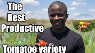 The best productive tomato variety to grow in your region [upl. by Primo]