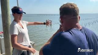 Simply Southern Discover Alabama ExtensionOyster Farming [upl. by Ltsyrk]