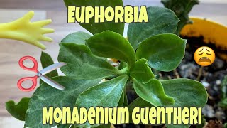 Euphorbia Monadenium Guentheri  Suculenta pouco falada [upl. by Eileme]