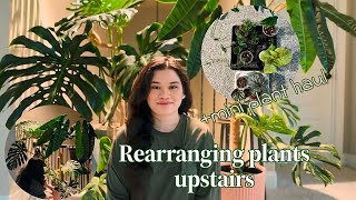 rearranging plants upstairs  mini plant haul [upl. by Theobald]