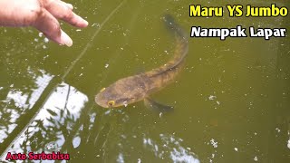 Yuk Lihat Ikan Chana Maru Jumbo Di Kolam [upl. by Gyatt]