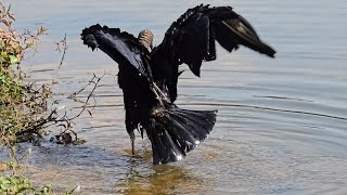 Black Vulture bath [upl. by Dale]