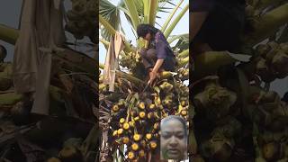 Palm fruit। ice apple fruit।shorts fruit fresh palm iceapple harvesting food palmyrafruit [upl. by Avigdor635]