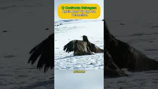 Águia real vs raposa vermelha animals fatosanimais mundoanimal educação [upl. by Bourke]