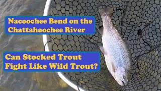 Can Stocked Trout Fight Like Wild Trout Nacoochee Bend Flyfishing Upper Chattahoochee River Georgia [upl. by Nnylrats]