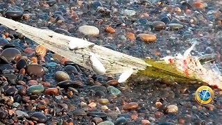 ☑️ Increíbles Pesca de Mújoles con Atarraya  Cast net fishing net [upl. by Andrien745]