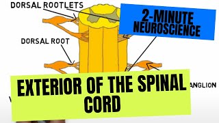 2Minute Neuroscience Exterior of the Spinal Cord [upl. by Htidirrem234]