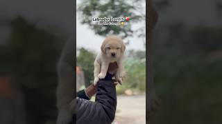 labrador lab labradorretriever 8019510800 labpuppy hyderabad ytshorts trendingshorts [upl. by Idnahs35]