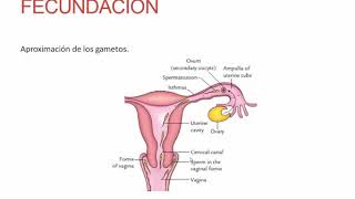 Fecundación Implantación y Desarrollo del Embrión  Obstetricia  Clase 12 [upl. by Gosselin]