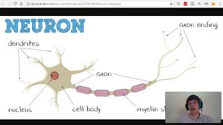 MCAT Question of the Day Action Potential vs Graded Potential [upl. by Taddeusz99]