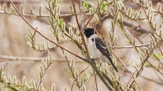 ノビタキ 夏鳥一番乗り？ Siberian Stonechat 信越の河原 4月上旬 野鳥FHD 空屋根FILMS940 [upl. by Ahsilahs]