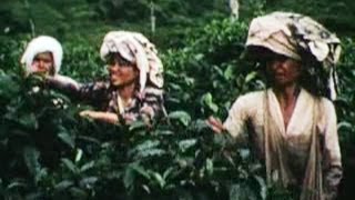 Bandung Indonesia A Tea Plantation 1960 Tempo Dulu [upl. by Ainecey620]