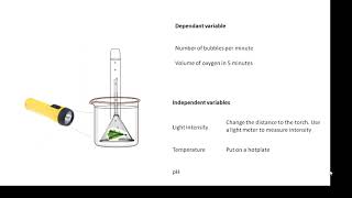 BTEC Applied Science Unit 3 Biology Factors affecting Plant Growth [upl. by Mozart608]