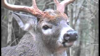 Understand Whitetail Deer Behavior During the Rut [upl. by Sirraj173]