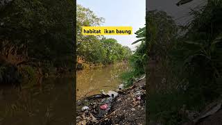 seperti ini habitat ikan baung agenboncos mancing baungmonster [upl. by Muhcan]