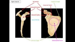 Appendicular Skeleton VIRTUAL LECTURE [upl. by Lehcem323]