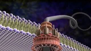 Amazing Flagellum  Michael Behe and the Revolution of Intelligent Design [upl. by Isewk300]