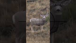 Hunting Swamp Deer  Scope Cam  Sniper Rifle Shot  MrAhery 043 [upl. by Sale]