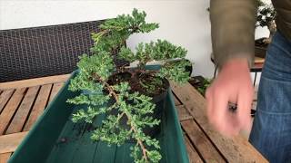 How to Create a Juniper bonsai for cheap Absolute best conifer bonsai for cascade style [upl. by Aneetsyrk821]