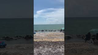 Out at Caspersen beach fl looking for sharks teeth [upl. by Anik]