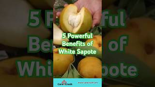 5 Powerful Benefits of White Sapote for Immunity amp Weight Loss  carecrash [upl. by Nodnal581]