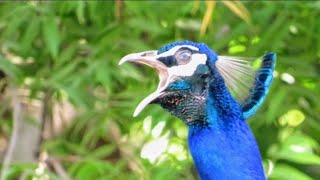 Peacock Singing Loudly  Mor Ki Awaaz  मोर की आवाज़  Peafowl Sound [upl. by Ahsekam]