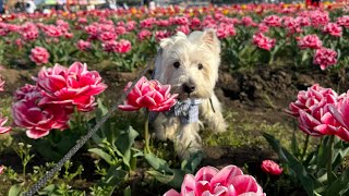 Wylie Westie was live Tulip fields in Sakura Chiba 🌷💐 [upl. by Algernon]