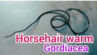 दूसरों का माइंड कन्ट्रोल करने वाला कीड़ा । Horsehair worm or Gordiacea । SKK Earth [upl. by Ardnoek]