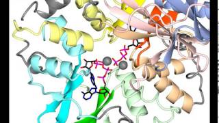 AMP activated kinase with sound [upl. by Nett]