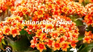 Kalanchoe plant ke bareme puri jankari Kalanchoe plant tips [upl. by Ahsatin]