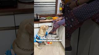 Simba Bholu Labrador❤️🥰🐾🧿 vlog minivlog doglover ytshorts dogshorts familyvlog labrador [upl. by Merrie967]