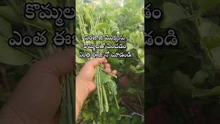 Easy to grow virajaji plant from cuttings youtubeshorts shorts shortvideo [upl. by Sophia]