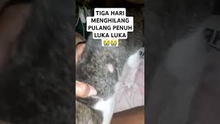 KUCING KU KEMBALI PULANG DENGAN LUKA2 SETELAH 3 HARI MENGHILANG [upl. by Elinor]